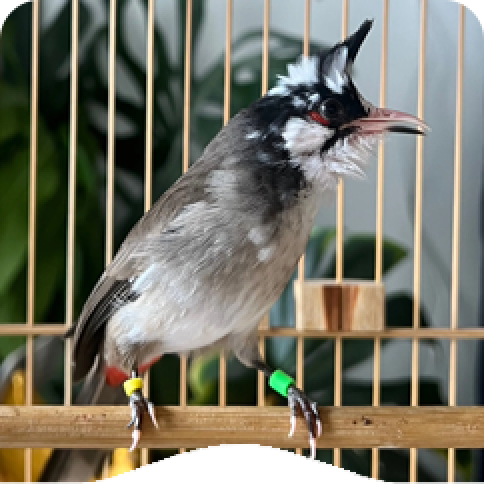 chào mào bông đột biến