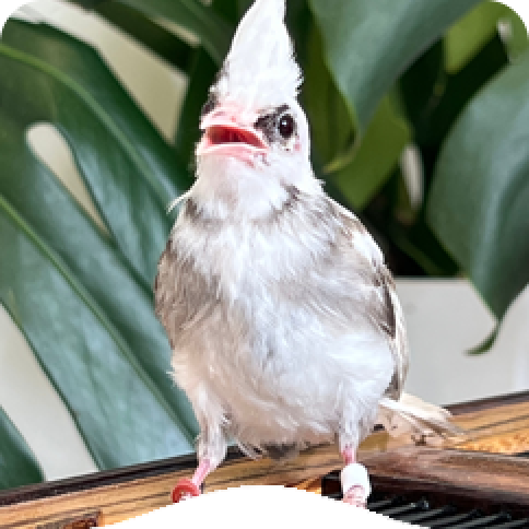 chào mào bông đột biến